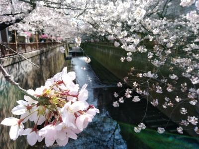 目黒川の桜