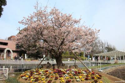 フラワーセンター大船植物園の花さんぽ♪