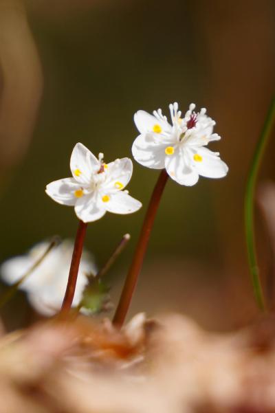 早春の花バイカオウレンが見ごろを迎えた六甲高山植物園