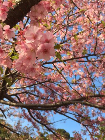 小さな春を探して週末プチ旅行〜河津〜