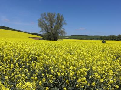 モラヴィア大草原、キヨフを拠点に手探り状態でgoogle mapでチェックした目的地へ！前半