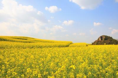 菜の花と棚田の旅　興義～羅平～元陽～昆明