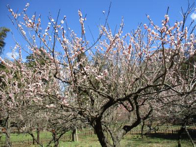 保土ヶ谷　児童遊園地へ　満開の梅