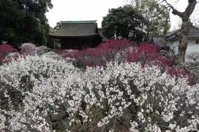 道明寺天満宮の梅林へ