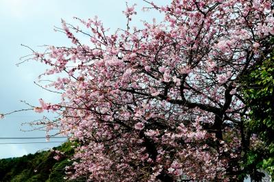 別府の桜と梅2017