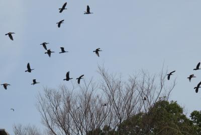 2017春、梅の花咲く白鳥庭園(5/5)：清羽亭、寒菖蒲、蹲踞、カルガモ、ユリカモメ、ドバト