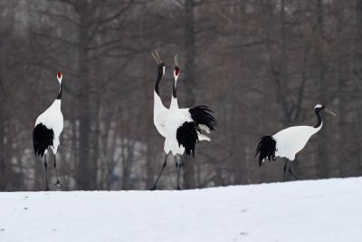 雪が降る日のタンチョウ：　冬の道東、鳥撮影の旅　（１）