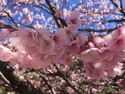 2017　Mar　河津桜と温泉を楽しむ春の旅