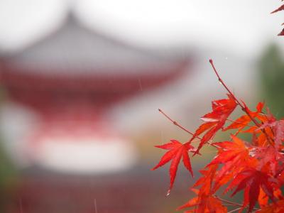 初の姫路、大阪は２回目、京都は何回目？　行ってきました秋の関西旅行　その４