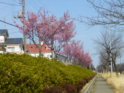 白井市で見る桜　２０１７