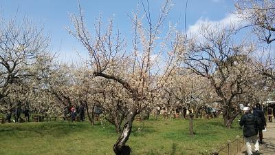 常磐線普通列車グリーン車で行く2017水戸梅まつり観覧の旅（前編）