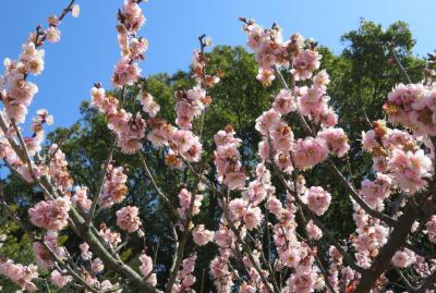 2017春、佐布里池の梅林(6/8)：曙、竜峡小梅、思いのまま、一の谷、雲の曙、白難波