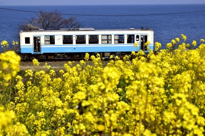 早春の伊予灘・西伊予地方を巡る旅 ～黄色い春色の風景に包まれた、伊予灘の「菜の花街道」に訪れてみた～