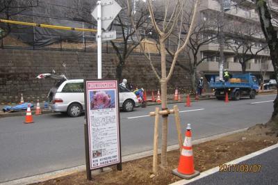 たまプラーザ駅前桜並木再生計画⑤　2017年3月7日の作業状況