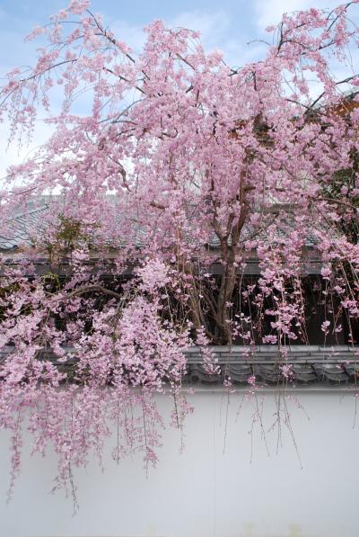 ひとりお花見部2015③　花まつりの翌日も京都でお花見　ー妙満寺～本満寺篇