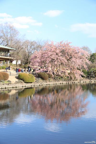 新宿御苑の桜ウォッチング：早春に咲く桜♪