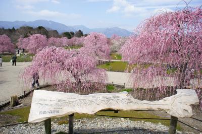 三重県の菅原神社、鈴鹿の森で梅の鑑賞とパラミタミュージアム