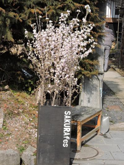 春を待つ武家屋敷に桜咲く「桜フェス」2017