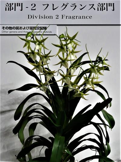 香蘭社 世界らん展05 フレグランス（蘭の香り）部門など ☆総出展数は10万株