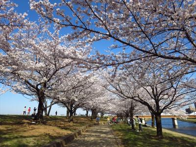 一時帰国★埼玉2★荒川の土手の桜を見に