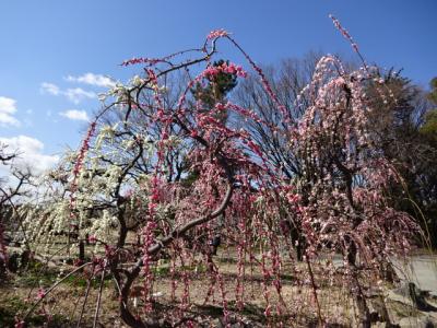 荒子公園の梅　と　喫茶ツヅキのカフェオーレ落とし