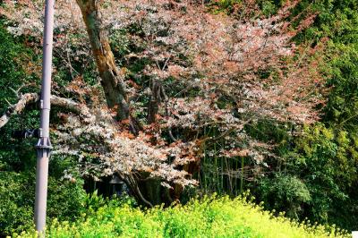 魚見桜2017