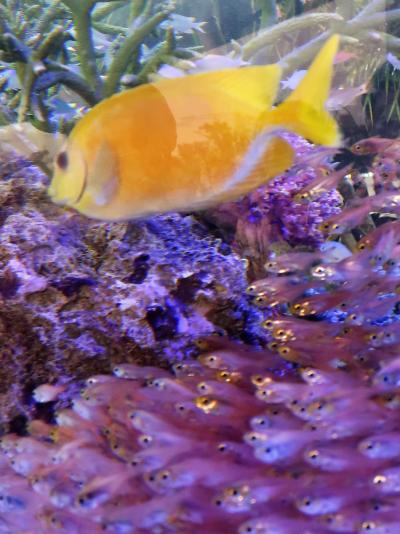 世界らん展12　沖縄美ら海水族館　大水槽展示　☆熱帯魚の仲間に癒され