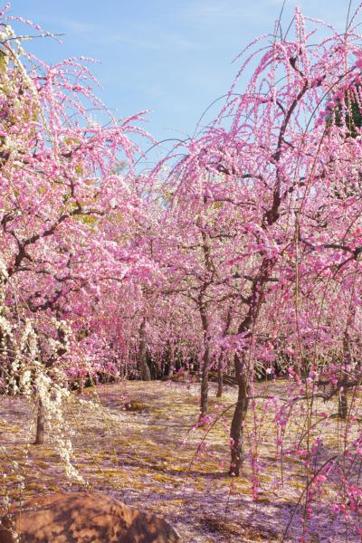 京都の梅見・・・！オマケのサ○ラもあります。