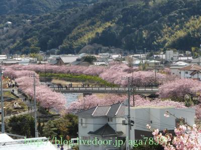 #321　2017年2月12日　河津　河津桜まつりぃ（4）・・・・『涅槃堂』の上にある『桜見晴らし台』からの眺めを一望『涅槃の桜』『峰小橋』からUターン・・・・