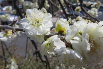 2017春、見納めの枝垂れ梅(1/5)：名古屋市農業センター、見頃だった街路樹の緑萼枝垂れ