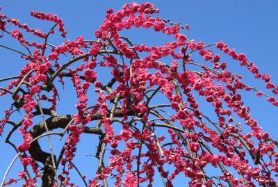 2017春、見納めの枝垂れ梅(3/5)：緑萼枝垂れ、呉服枝垂れ、紅枝垂れ、玉垣枝垂れ
