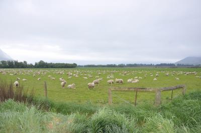 羊が一匹、羊が二匹・・・おっと危ない、運転中　《ニュージーランド・ミルフォードサウンド》
