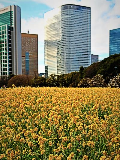 浜離宮恩賜庭園1/2　ナノハナ・ウメ　見頃迎えて　☆都心のオアシス