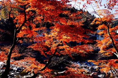 香嵐渓紅葉、寸又峡、大井川鉄道の旅