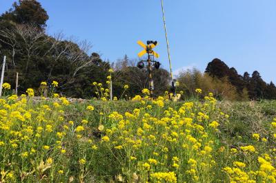 小湊・いすみ鉄道で房総横断、〆は千倉の寿司を堪能