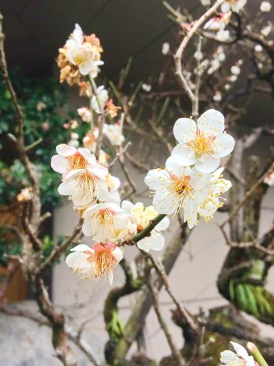 日本三大美肌の湯  嬉野温泉和多屋別荘へ