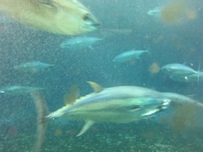 あの水槽はどうなった？ 葛西臨海水族園 ついでに 地下鉄博物館へ