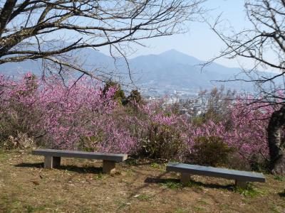 ＃１４　春の渋沢丘陵　ウグイスの声を聞きながらハイキング