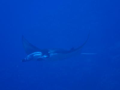 春の石垣ダイビング２０１７