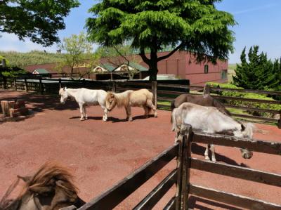 2015年4月 大分観光 アフリカンサファリ（園内を見学①）