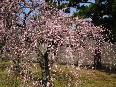 2017/3月＊香川県・塩江温泉へ湯治旅☆ 1 その前に京都・二条城と見頃の梅を愛でる