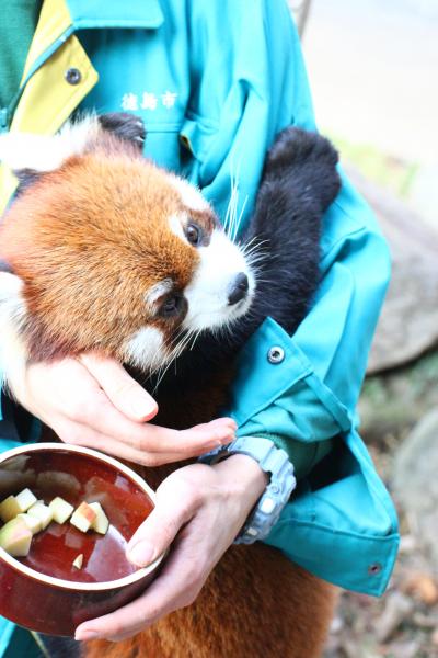 ちょっくら徳島へ日帰り再チャレンジ！～レッサーパンダのソラくん一家に会うために@（２）とくしま動物園（前編）三交代制と二交代制のレッサーパンダ特集：お休みのミンミン以外全員集合！～るんたった歩きのソラくんとぎりで逃さずにすんだよもぎくんのリンゴタイム他