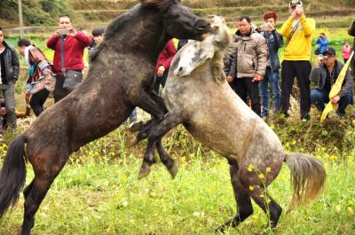 旧正月を中国の村で過ごそう！2015．融水ミャオ族に伝わる「闘馬大会」