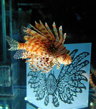 ○○○にふれる・・・、ということでNIFREL(ニフレル)に行ってきました。