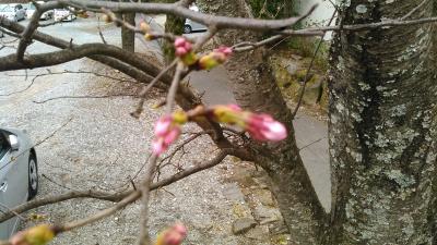 （開花前の）千本桜並木と苺フルーツトマト狩りと春の宴