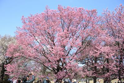 新宿御苑の桜ウォッチング：陽光が見頃を迎えました♪