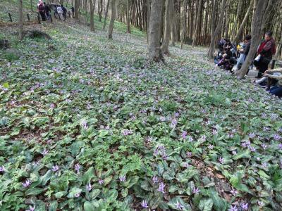 栃木早春の山野草・・みかも山公園のカタクリ群生地をめぐります。