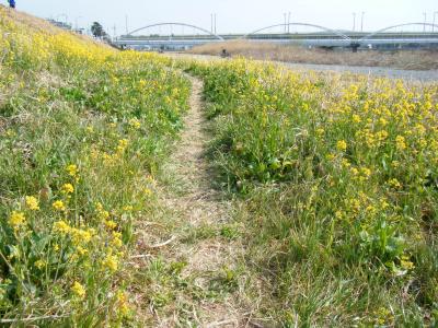 武蔵野の春 2017
