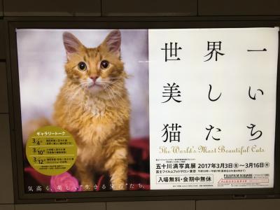 美猫の集いからの、ステーキ！　六本木から北千住へ（猫好き以外はスルーかな？）