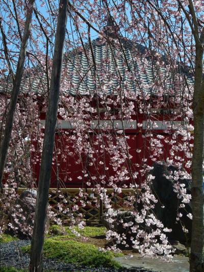 西光院のシダレザクラ_2017（1）_５分咲きくらいだと思いますが、綺麗に咲いています。（栃木県・佐野市）